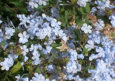 Plumbago