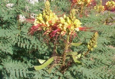 Poinciana gilliesii o Uccello del Paradiso