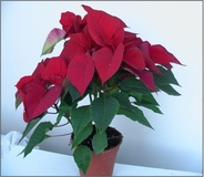 Poinsettia