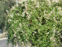 Poligonum