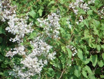 Poligonum