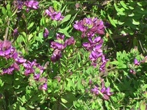 Polygala