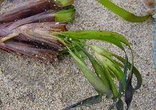 Posidonia oceanica