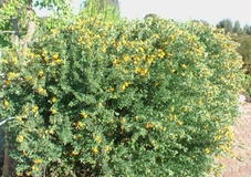 Potentilla