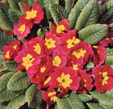 Primula