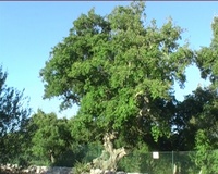 Quercia da sughero