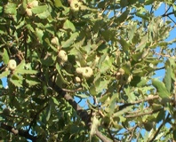 Quercia da sughero