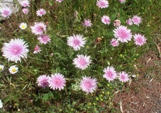 Radicchiella rossa