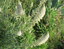 Reseda bianca