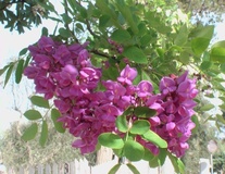 Robinia