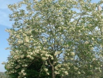 Robinia comune o Acacia spinosa