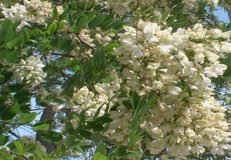 Robinia comune o Acacia spinosa