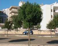 Robinia umbraculifera