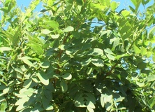 Robinia umbraculifera