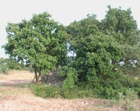 Roverella e Quercia virgiliana