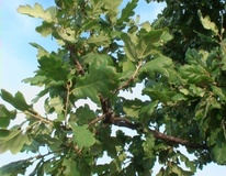 Roverella e Quercia virgiliana