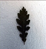 Roverella e Quercia virgiliana