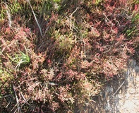 Salicornia glauca