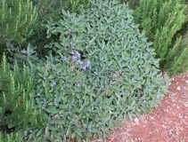 Salvia comune