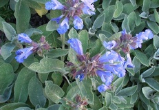 Salvia comune