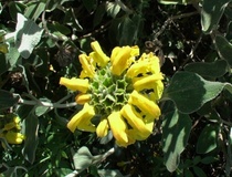 Salvione giallo