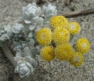 Santolina delle spiagge