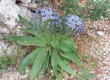 Scilla maggiore