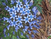 Scilla maggiore