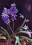 Scilla peruviana