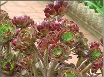 Sempervivum