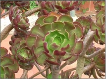 Sempervivum