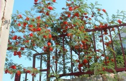 Sesbania