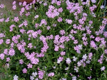 Silene colorata