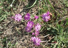 Silene colorata