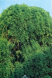 Sofora pendula