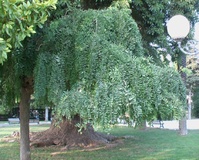 Sofora pendula