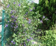 Solanum