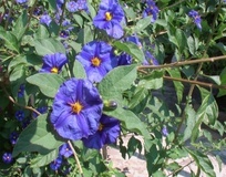 Solanum