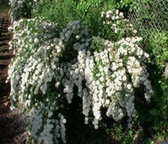 Spirea arguta