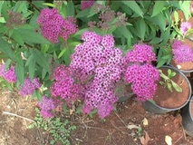 Spirea japonica