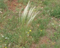 Stipa delle fate