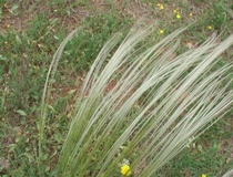 Stipa delle fate