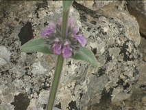 Stregona germanica