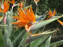 Strelitzia