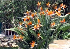 Strelitzia