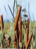 Tipha