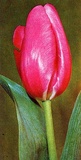 Tulipano