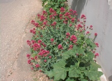 Valeriana rossa