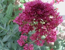 Valeriana rossa