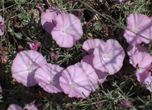 Vilucchio a fiori rosa